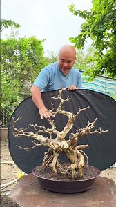 Small Leaf Lagerstroemia #bonsaihuynhkimson