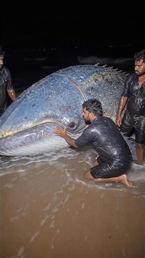 This isn’t your normal whale… this thing looks extraterrestrial. 🌌🐋