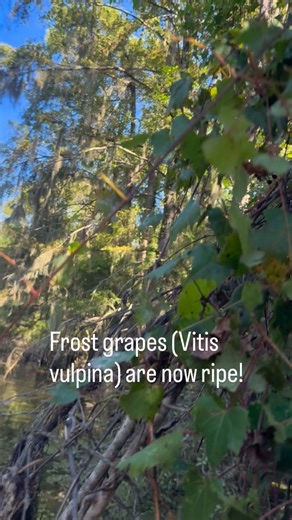 Surprised to be finding small grapes this late in the year? You found frost grapes aka river grapes (Vitis vulpina). Like mustang grapes, they are too tart for an enjoyable raw snack, but make great jelly, jam, or wine. Leaf Arrangement: The leaves of Vitis vulpina are arranged alternately along the stem. Leaf Shape: Leaves are typically palmately lobed, with three to five lobes, each lobe being broadly ovate, measuring approximately 2 to 5 inches in width. Leaf Venation: Pinnate venation, with 