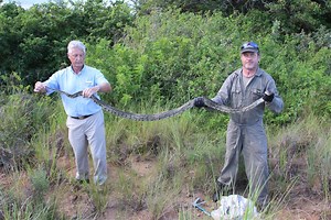WATCH: Snake catcher Sarel bags python and black mamba in one morning | South Coast Herald