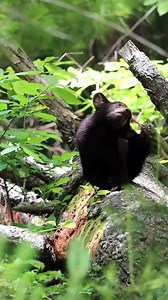 13K views · 77 reactions | There's cute and then there's Black Bear cub scratching his ear cute! These darlings made it so easy to fall in love with them. This is one of the four cubs of an amazing, special bear mom in the Great Smoky Mountains. #cutenessoverload #babyanimals #nationalparks | oneWildlifer | Facebook