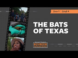 The Bats of Texas Clip | Mutual of Omaha's Wild Kingdom Protecting the Wild
