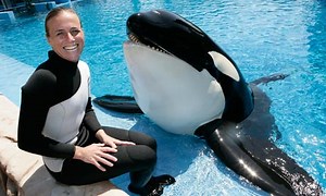 Tourist's Camera Rolls Seconds Before Killer Whale Attacks SeaWorld Trainer