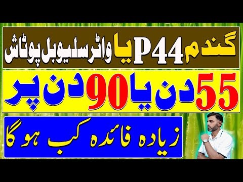 Best Time to Apply P44 and Water Soluble Potash | 55 Days vs 90 Days | Crop Nutrition Guide