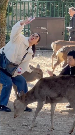 奈良の魔法✨鹿と心温まる瞬間💖 鹿と近すぎる！？奈良公園の楽しい一日🦌😄奈良公園で鹿と触れ合う最高の思い出📷 #narapark #deerjapan #animals #奈良公園