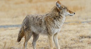 Do Coyotes Affect the Deer Population?