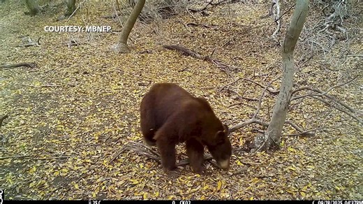 New camera at Chorro Creek gives Morro Bay National Estuary Program fresh eyes on wildlife