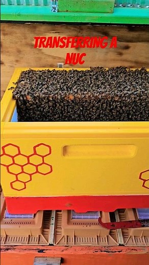 Transferring Bees to a HIVE #honeybees #beekeeping #beekeeper