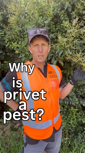 Why is privet such a pest? It’s Weedy Wednesday and Dave explains why #pest #biosecurity