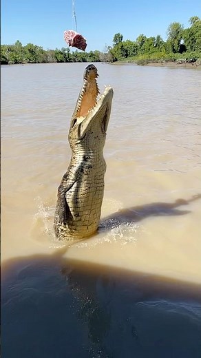 Saltwater crocodiles of Australia.