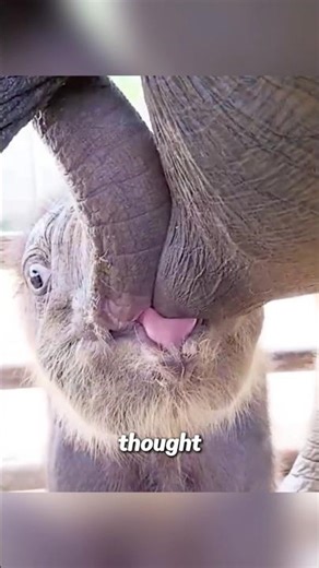 baby elephant is too fat and too big; it can only drink milk while lying down#babyelephant #animal