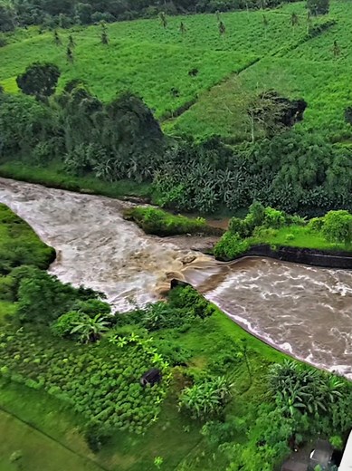 Lautan Susu Coklat di Bendungan Karangdoro