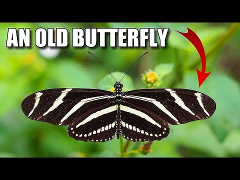 Zebra Longwing Facts: also LONG-LIVED 🦋 Animal Fact Files