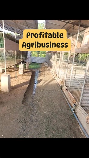 12K views · 253 reactions | Bakit mas PROFITABLE ang Native Chicken Farming ngayon? | Agri-Innovation | Tamang Kaalaman | SirJuan Agriventure | Facebook