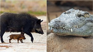 The Australian Town of Dingo Just Held a Pig-Hunting Competition to Feed Crocs