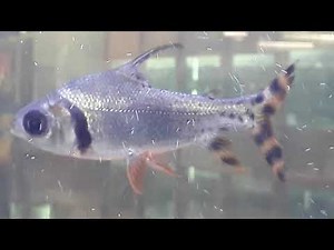 BEST FISH FOR AQUARIUM - CUTEST AQUARIUM FISH - CUTE AQUARIUM FISH - BEAUTIFUL AQUARIUM FISH