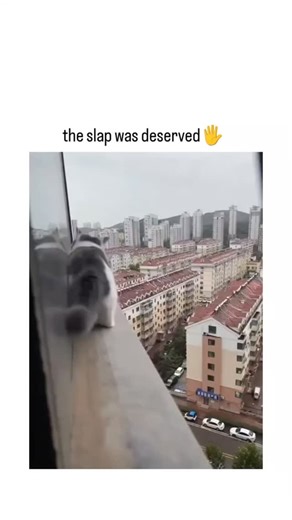 Follow for chocolate 🍫 | The post features a video of a kitten perilously walking along a high apartment window ledge before being rescued and lightly slapped by... | Instagram