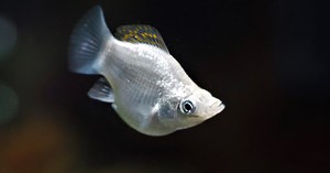 Fish Adapted to Toxins Pass Epigenetic Changes Onto Offspring | Genetics And Genomics