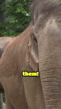 The Truth About Animal Communication 🐾 | Do Animals Really Talk to Each Other? Explained!