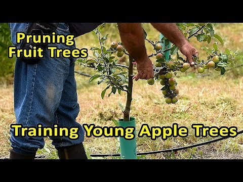Pruning Fruit Trees | Training Young Apple Trees | Correcting unpruned apple trees