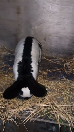 The Majestic German Giant Rabbit 🐇 #GermanGiant #Rabbit #CuteAnimals #Wildlife