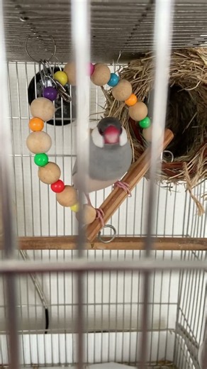 パートナーに会えない鬱憤を暴れて晴らす文鳥 #javasparrow #おもしろい #かわいい