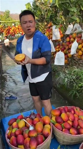 Mango Varieties #reels #village #fruit #prank #farming #Varieties #Chines #business #garden #Mango