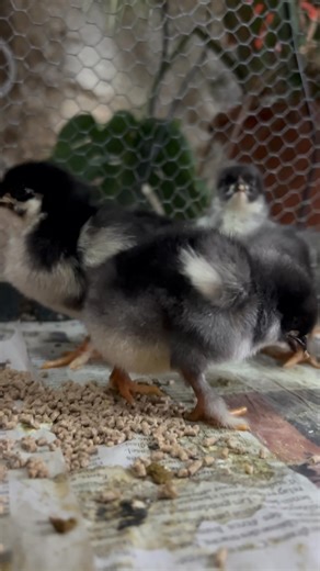 🔵 Marans Noir et Bleu à Camail Cuivré 🔵 Parce que vous me les demander encore et encore 😇 Finalement après vrai bon séchage j’ai 4 bleus et 3 noirs bon tout est normal car la maman est splash et le papa NCC J’ai trop hâte parce que pour 2027 je veux travailler beaucoup plus avec des bleus 😍 Comment vous les trouvez ? Ils sont si kiki non ? 🐣🐥 | Les Poules by Jul