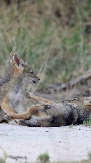 6.1K views · 101 reactions | It's playtime for these adorable jackal pups. ⁣⁣⁣ ⁣⁣⁣ Black-backed jackals are hardy survivors living in diverse habitats across eastern and southern Africa. These pups will spend their early days in the safety of a den (in this case, a burrow in a termite mound) until they are ready to forage alongside their mom.⁣⁣⁣ | Earth Touch TV | Facebook