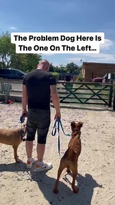 5.2M views · 26K reactions | The Problem Dog Is The One On The Left…....