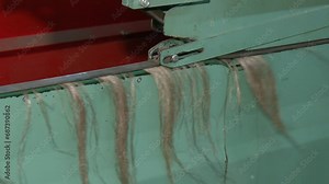 The process of making fabric from linen - sorting. Short flax fiber. Flax fiber as it is used in paper industry and for making linen cloth. Raw flax stalks move on a conveyor belt.