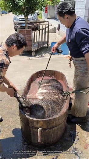 Why Farmers Soak Pigs in Hot Water Before Processing #rurallife #livestocklife #farm