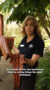 1.1K views · 27 reactions |  Animal Artefacts With Emma & Abi  Have you ever wondered what an African rock python skin looks like? Join our zoo rangers as they tell you all about this incredible artefact! 朗 #snake #skin #animal #artefact #zookeeper #ranger #abi #emma #funfact #friday #watch #video #weekend #positive #rockpython #python #africa #newquay #cornwall #newquayzoo | Newquay Zoo | Facebook