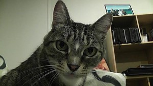 Panasonic HDC-SD60 Test Footage (Indoor low-light)