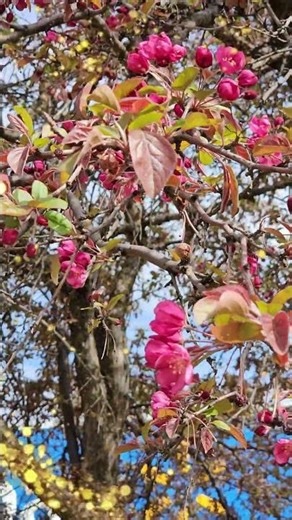 This Tree Explodes Into Pink Overnight 🌸😳