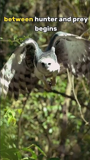 Perfect Shot: Harpy Eagle 🦅 Masterfully Hunting A Monkey in the Amazon Rainforest! 🔊 With Sound!