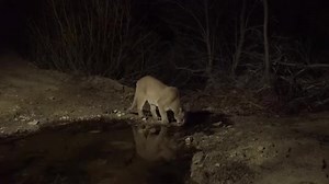 2.2K views · 232 reactions | The finest mountain spring water is found on Transition Habitat Conservancy land. | Cougarmagic | Facebook