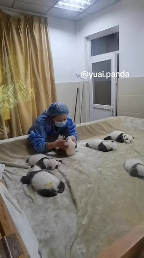 One of the little babies is soiled, I volunteer to help clean up 🙋‍♂️🙋‍♀️ #pandababy #babypanda