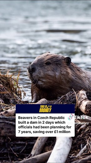 Beavers Save Czech Water Restoration Project