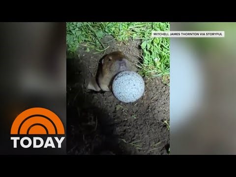 Gopher pushes golf ball out of hole in real life 'Caddyshack' moment