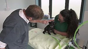 Watch The Yorkshire Vet Season 14 Episode 7 - Episode 7