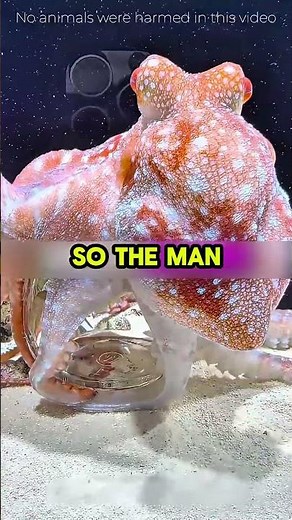 He Saved a Dying Octopus… What It Did Next Will Shock You🐙💙
