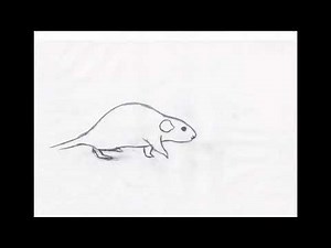 Rat Walk Cycle Animation