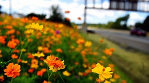 North Jersey highways in bloom: Roadside assistance to pollinators