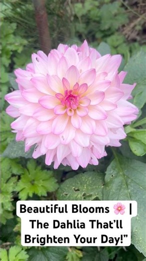 Beautiful Blooms 🌸 | The Dahlia That’ll Brighten Your Day! #flowers #gardening