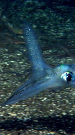 Squid mating caught on camera. #naturepbs #squid #mating #ocean