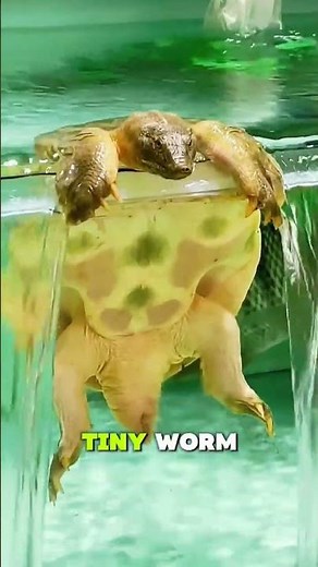 This Turtle Has a Bone-Crushing Bite🐢😱