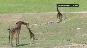 Newborn Masai giraffe calf makes first appearance at San Diego Zoo