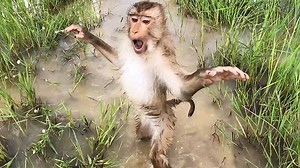 Hilarious Jason Try To Shake Hand Convince Dad Help Grandpa Work Hard In Field | Monkey Jason