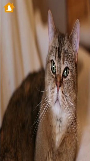 Why Is My Cat Suddenly Lethargic and Weak | Pets Guideline